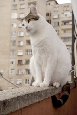 Прикачена снимка