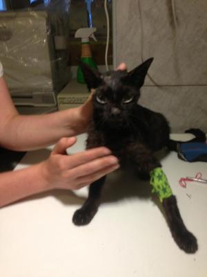 Прикачена снимка
