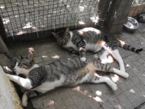 Прикачена снимка