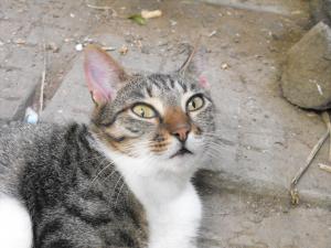 Прикачена снимка