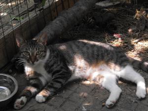 Прикачена снимка