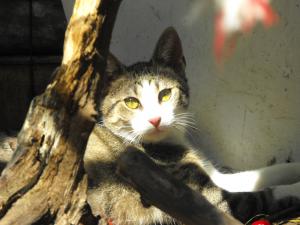 Прикачена снимка