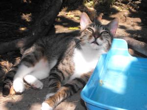 Прикачена снимка