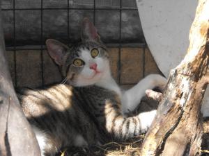 Прикачена снимка