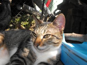 Прикачена снимка