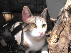 Прикачена снимка