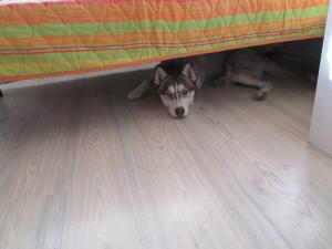 Прикачена снимка