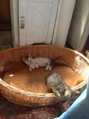 Прикачена снимка