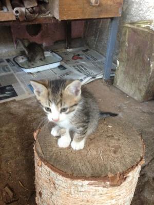 Прикачена снимка