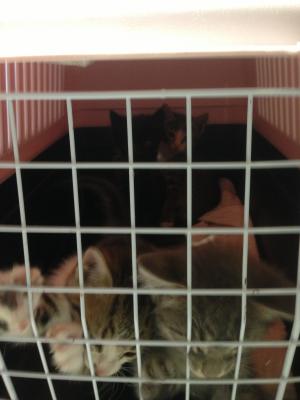 Прикачена снимка