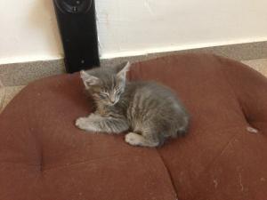 Прикачена снимка