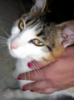 Прикачена снимка