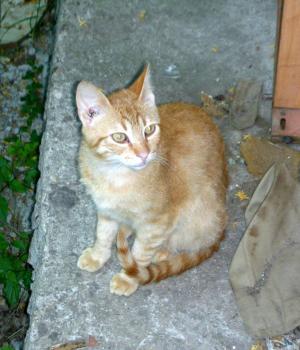 Прикачена снимка