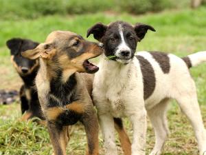 Прикачена снимка