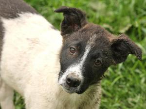 Прикачена снимка