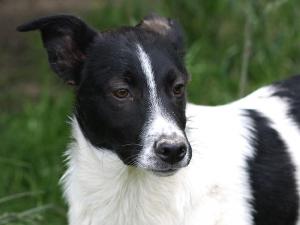 Прикачена снимка