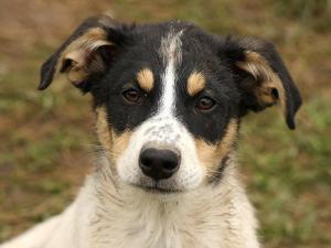 Прикачена снимка