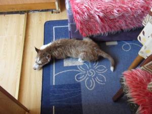 Прикачена снимка