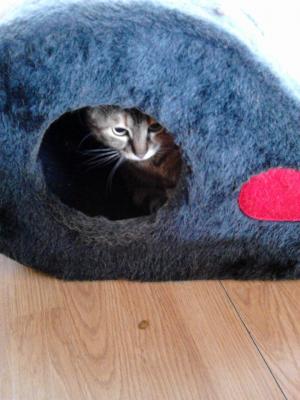 Прикачена снимка
