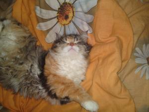 Прикачена снимка