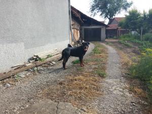 Прикачена снимка