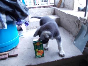 Прикачена снимка