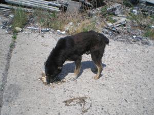 Прикачена снимка