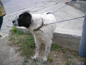 Прикачена снимка