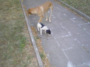 Прикачена снимка