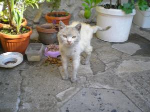 Прикачена снимка
