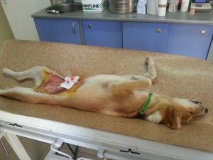 Прикачена снимка