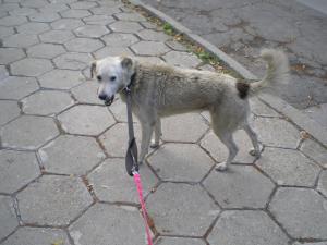 Прикачена снимка