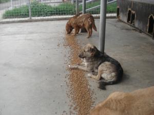Прикачена снимка