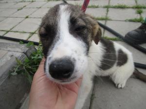 Прикачена снимка