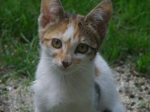 Прикачена снимка
