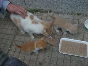 Прикачена снимка