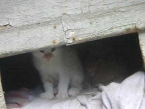 Прикачена снимка