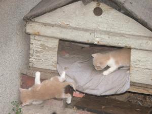 Прикачена снимка