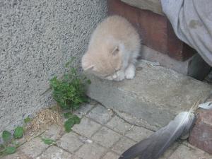 Прикачена снимка