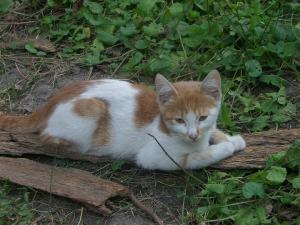 Прикачена снимка