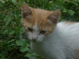 Прикачена снимка
