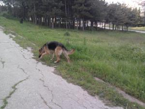 Прикачена снимка