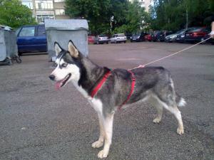 Прикачена снимка