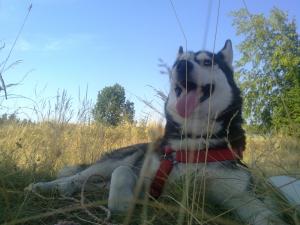 Прикачена снимка