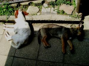 Прикачена снимка