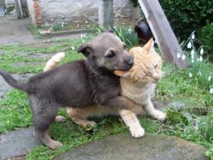 Прикачена снимка