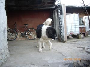 Прикачена снимка