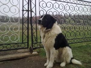 Прикачена снимка
