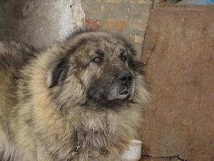 Прикачена снимка
