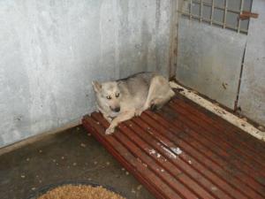 Прикачена снимка